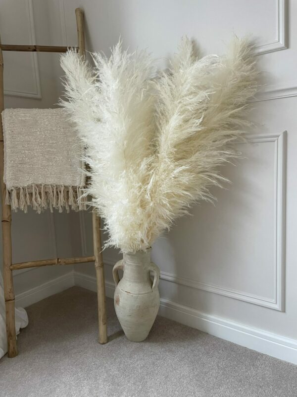 apampaslife white pampas 2