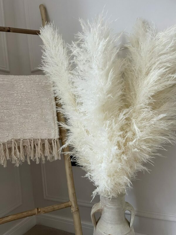 apampaslife white pampas 3