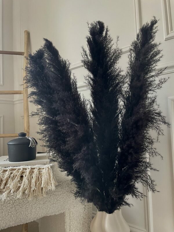 blackpampasgrass 3