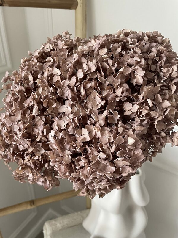 toffeepreservedhydrangea 3