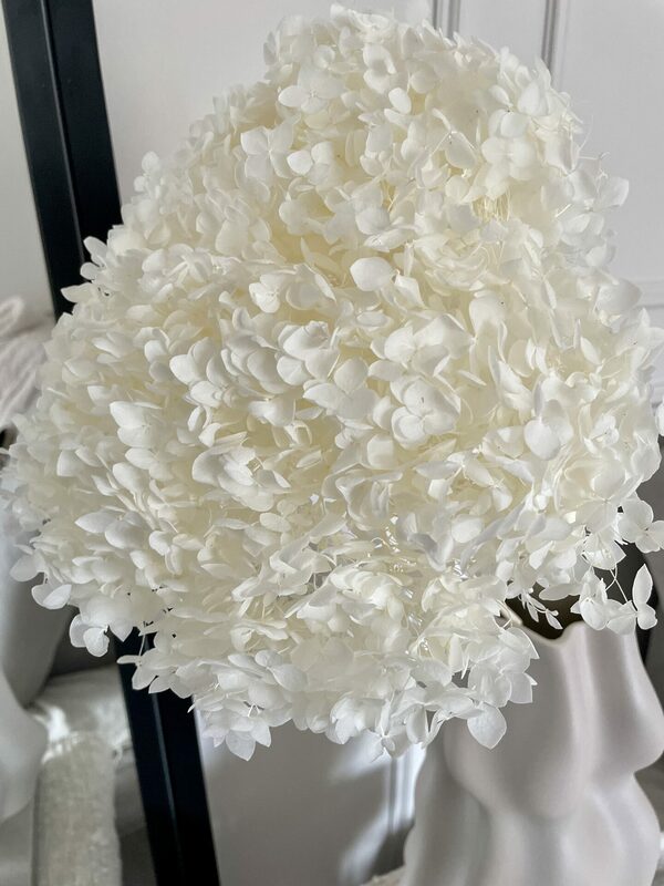 whitepreservedhydrangea 1